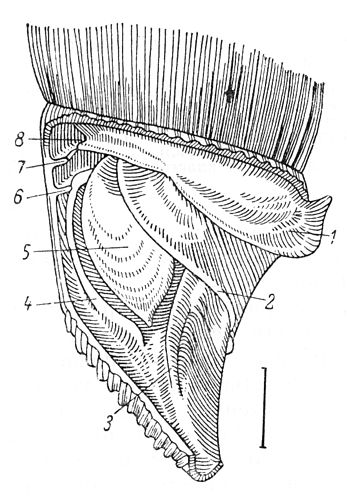 Alinda biplicata